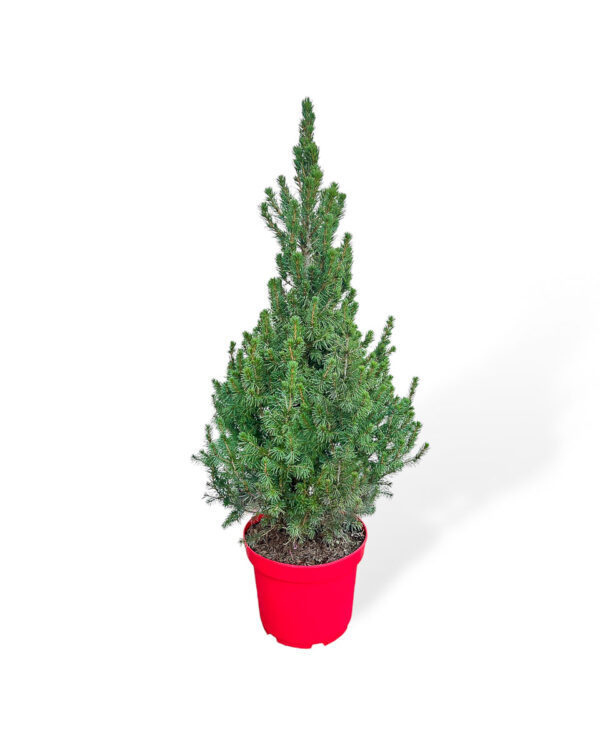 Árvore de Natal natural - Picea glauca