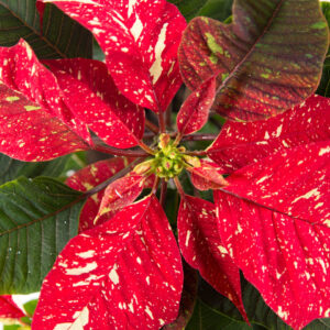 Poinsettia Red Glitter - estrela de natal - Euphorbia pulcherrima