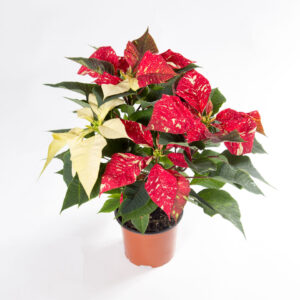 Poinsettia Red Glitter - estrela de natal - Euphorbia pulcherrima