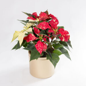 Poinsettia Red Glitter - estrela de natal - Euphorbia pulcherrima