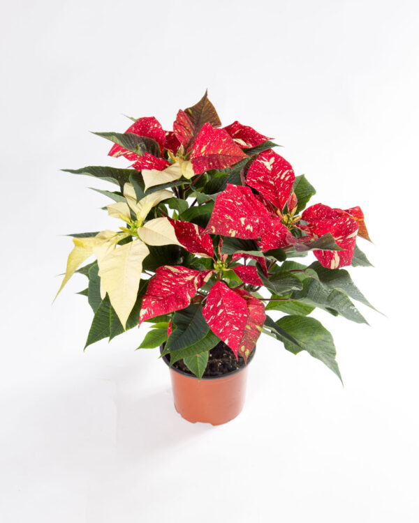 Poinsettia Red Glitter - estrela de natal - Euphorbia pulcherrima