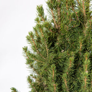 pinheiro de natal natural picea glauca