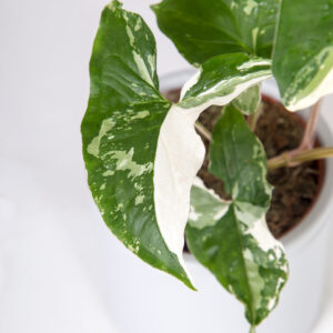 Syngonium albo variegata folha