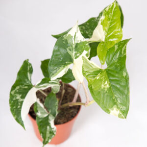 Syngonium albo variegata - urban jungle