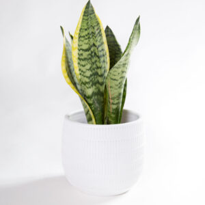 Vaso para plantas Aura branco com sansevieria
