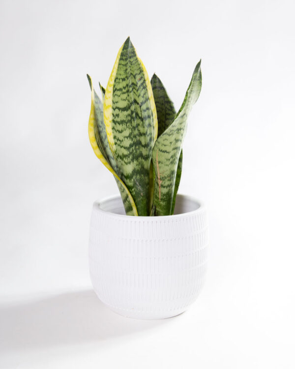 Vaso para plantas Aura branco com sansevieria