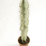 Euphorbia ingens variegata marmorata-3