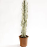 Euphorbia ingens variegata marmorata