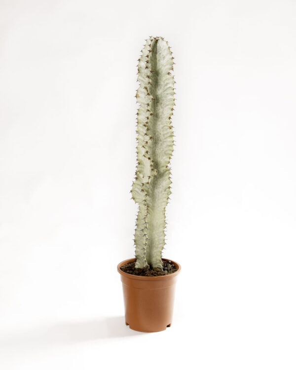 Euphorbia ingens variegata marmorata