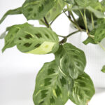 Maranta kerchoveana variegada-6