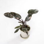Philodendron Pink Princess-2