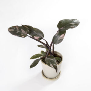 Philodendron Pink Princess