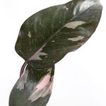 Philodendron Pink Princess-3