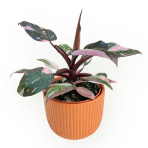 Philodendron Pink Princess com vaso cerâmica cor terracota