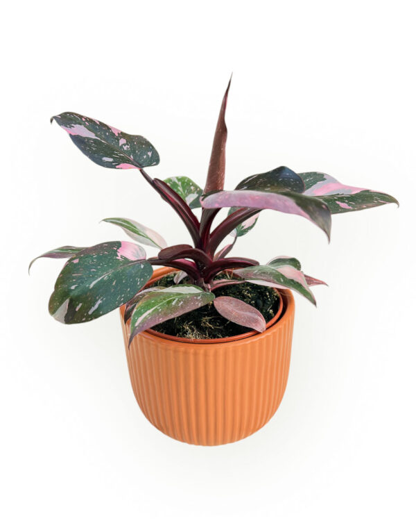 Philodendron Pink Princess com vaso cerâmica cor terracota