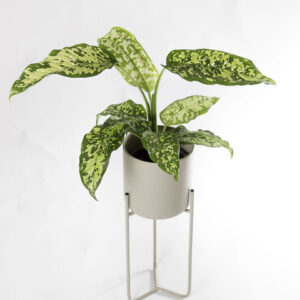 Dieffenbachia Cheetah com vaso alto metalico