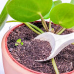 humus de insecto para adubar plantas de interior e planta pilea peperomioides