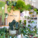 Loja urban jungle plantas vasos