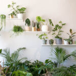 Loja Urban Jungle - Plantas de interior e vasos decorativos
