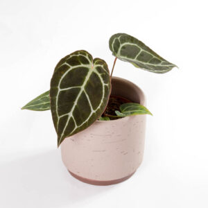 anthurium crystallinum em vaso urban jungle