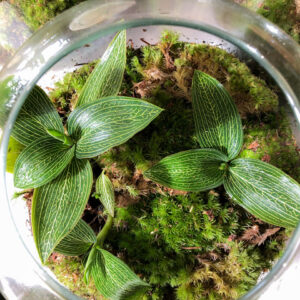 Ludisia discolor - orquidia joia - em terrário de vidro