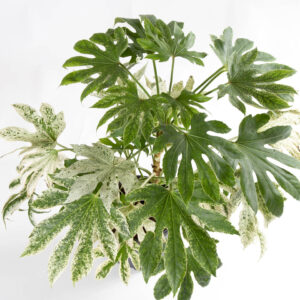 Fatsia japonica variegata - aralia