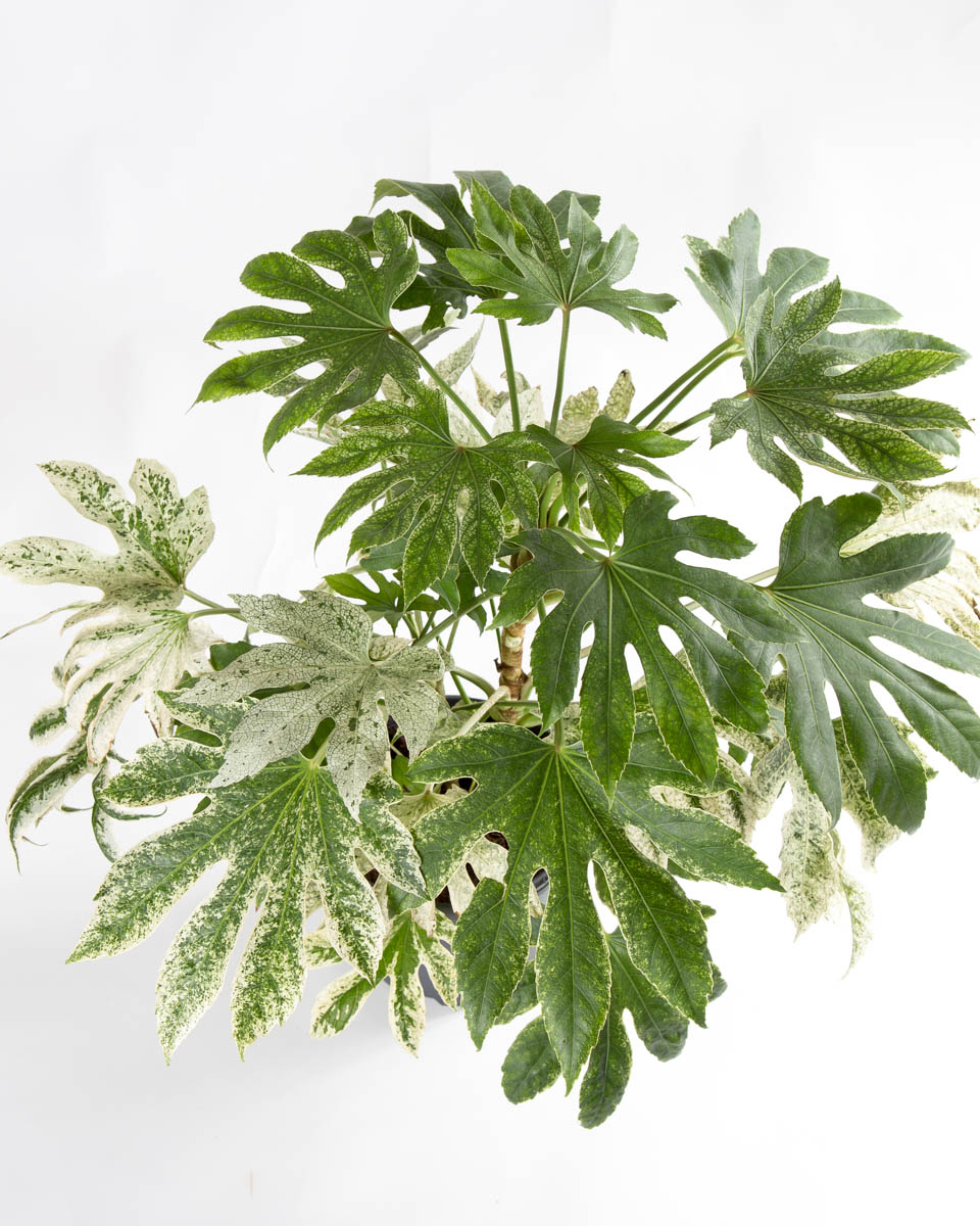 Fatsia japonica variegata – aralia-3