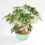 Fatsia japonica variegata - aralia, em cesto decorativo