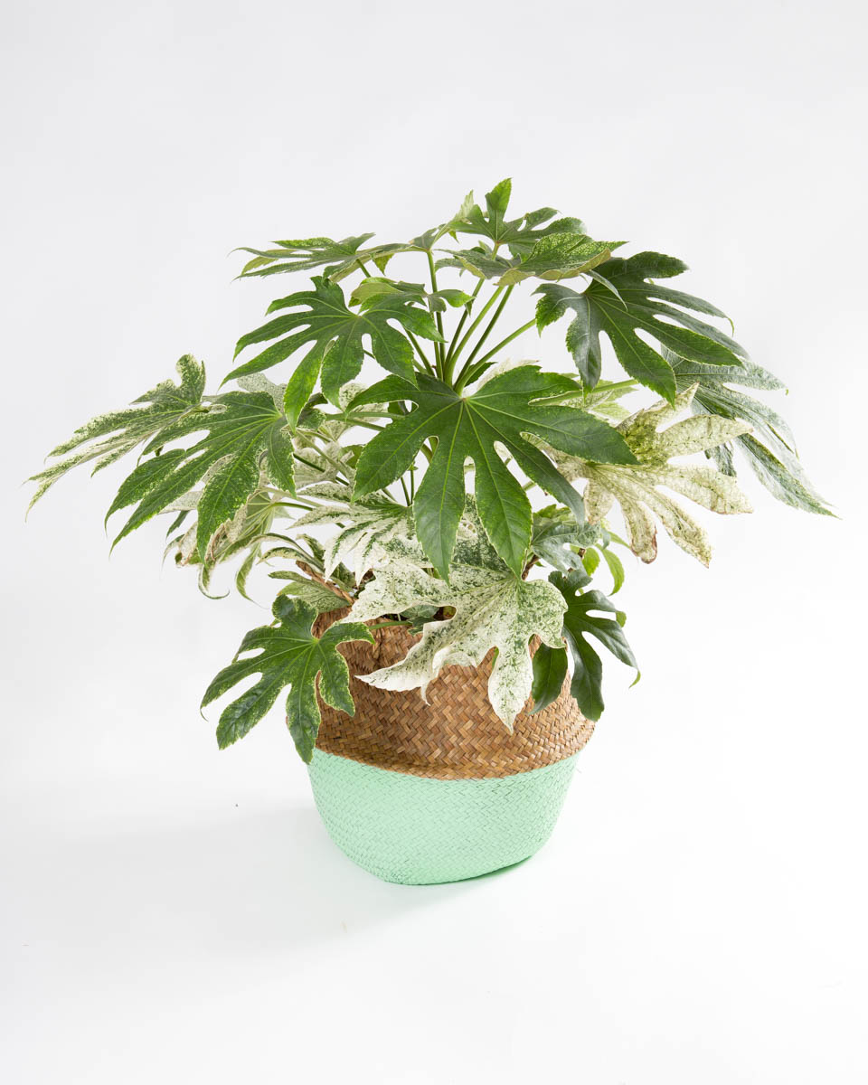 Fatsia japonica variegata – aralia-4