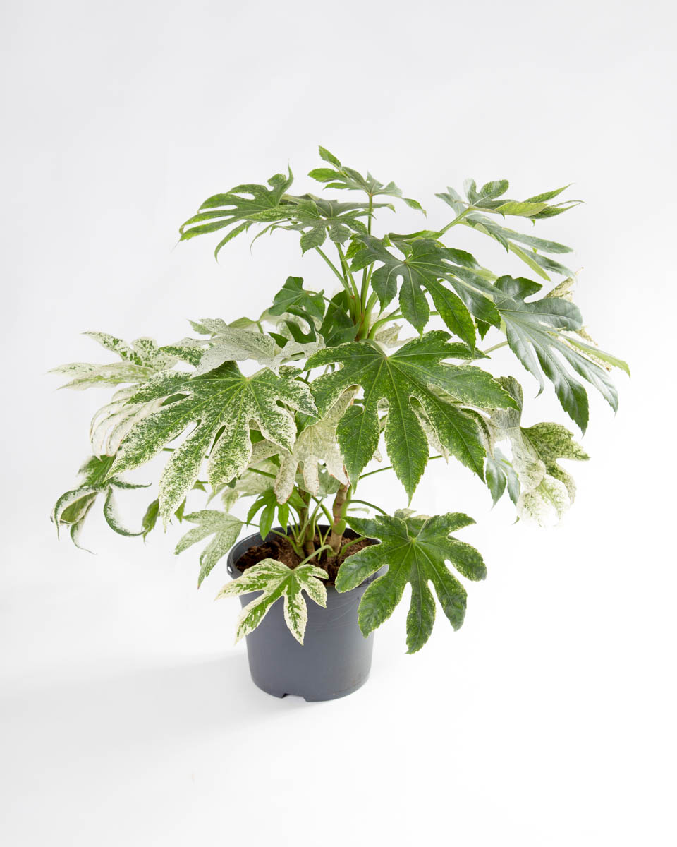 Fatsia japonica variegata – aralia