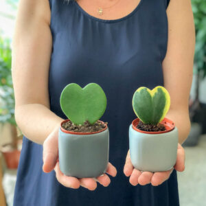 Hoya kerrii Variegata e normal