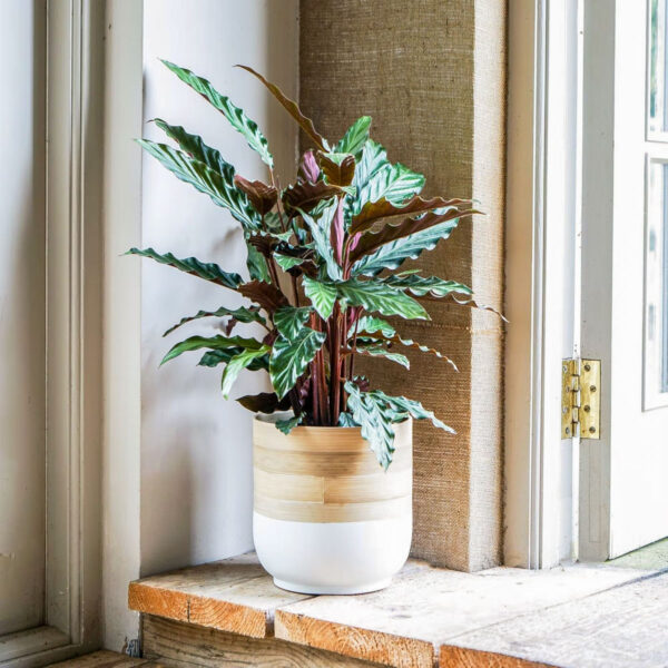 Vaso para plantas de bambu sustentável branco com calathea rufibarba