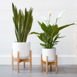 Vasos com suporte madeira Lisboa branco com plantas sansevieria e spathiphyllum