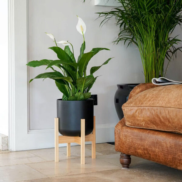 Vaso com suporte madeira Lisboa antracite com planta spathiphyllum