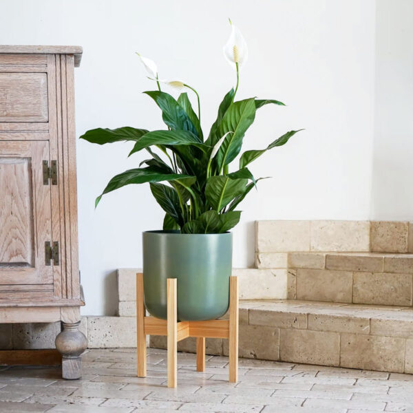 Vaso com suporte madeira Lisboa verde com planta spathiphyllum
