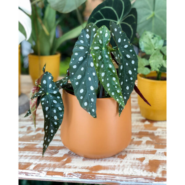 Vaso puglia em cerâmica com planta begónia maculata