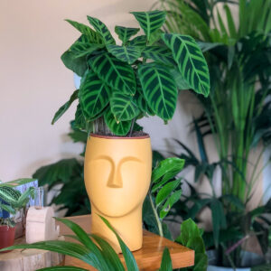 Vaso cara Adão mostarda com planta calathea zebrina