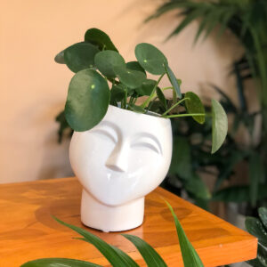 Vaso cara Eva branco com planta pilea peperomioides