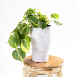 Vaso cara Adão branco com planta philodendron brasil