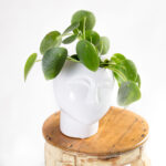 Vaso cara Eva branco com planta pilea peperomioides