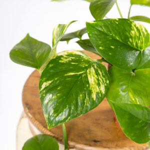 Planta jiboia - epipremnum aureum - pothos