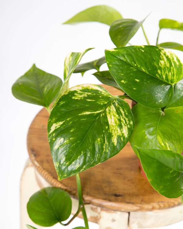 Planta jiboia - epipremnum aureum - pothos