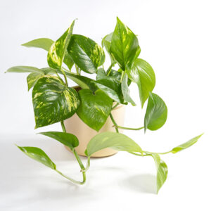 Planta jiboia - epipremnum aureum - pothos