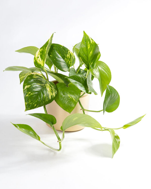 Planta jiboia - epipremnum aureum - pothos