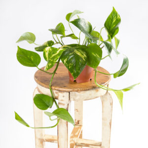 Planta jiboia - epipremnum aureum - pothos