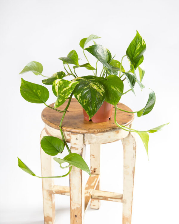 Planta jiboia - epipremnum aureum - pothos