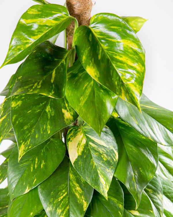 Planta jiboia - epipremnum aureum - pothos - folhas