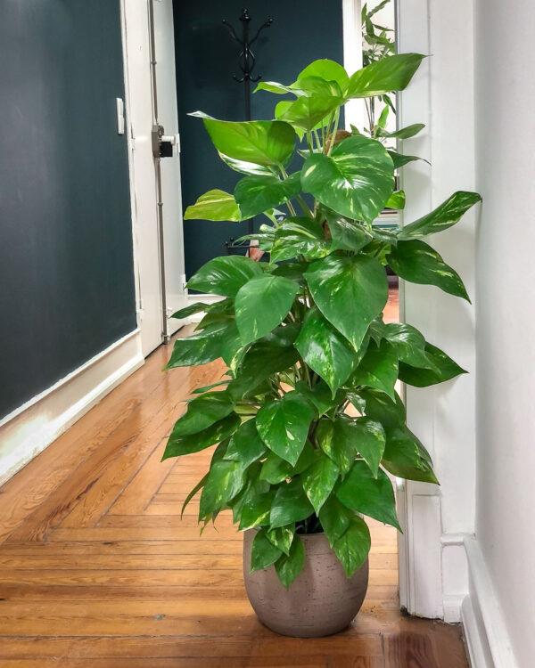 Planta jiboia - epipremnum aureum - pothos - tutor