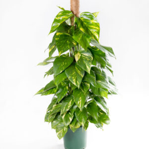 Planta jiboia - epipremnum aureum - pothos - tutor coco