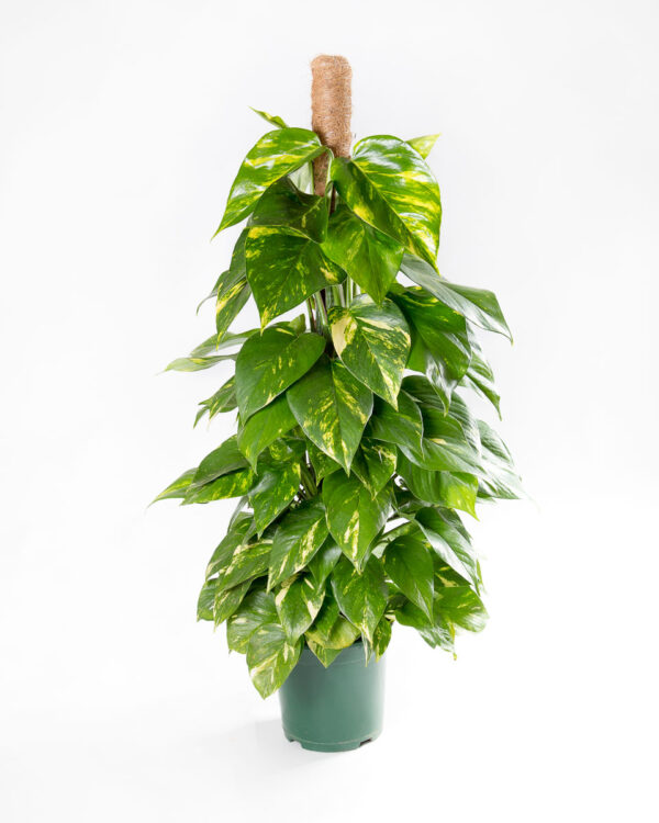 Planta jiboia - epipremnum aureum - pothos - tutor coco